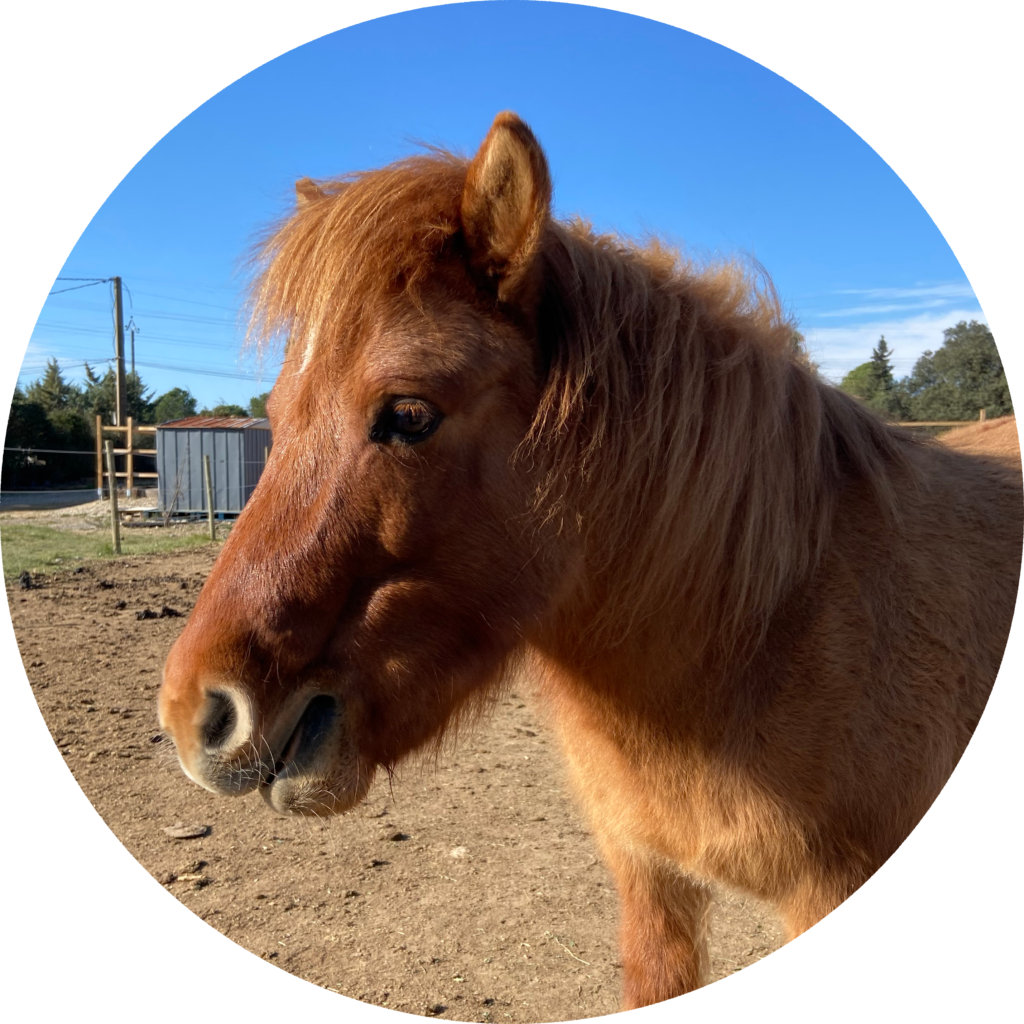 portrait de bulle un petit poney marron sous un ciel bleu