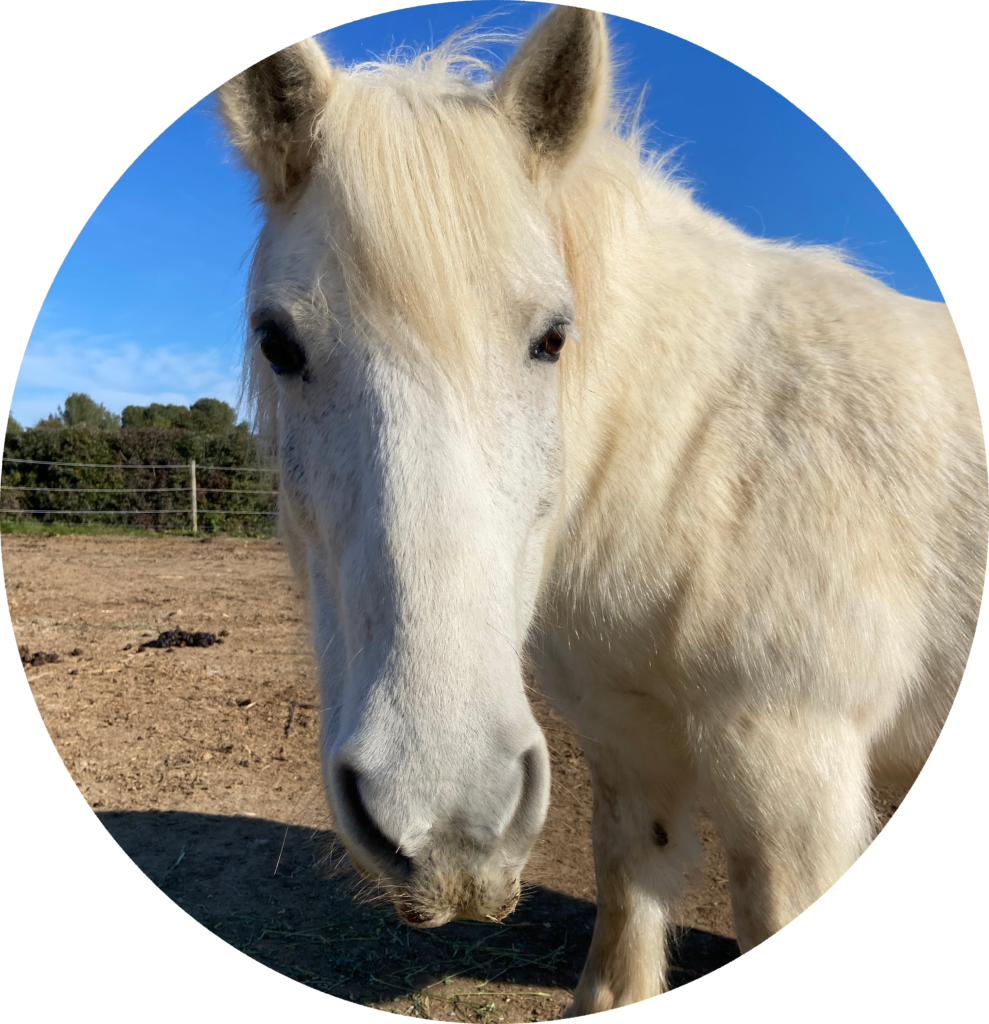 portrait de vitamine un poney blanc sous un ciel bleu
